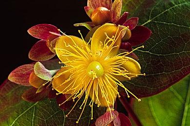 PlayStation前高管：玩家应该支持重制 才能有新游戏